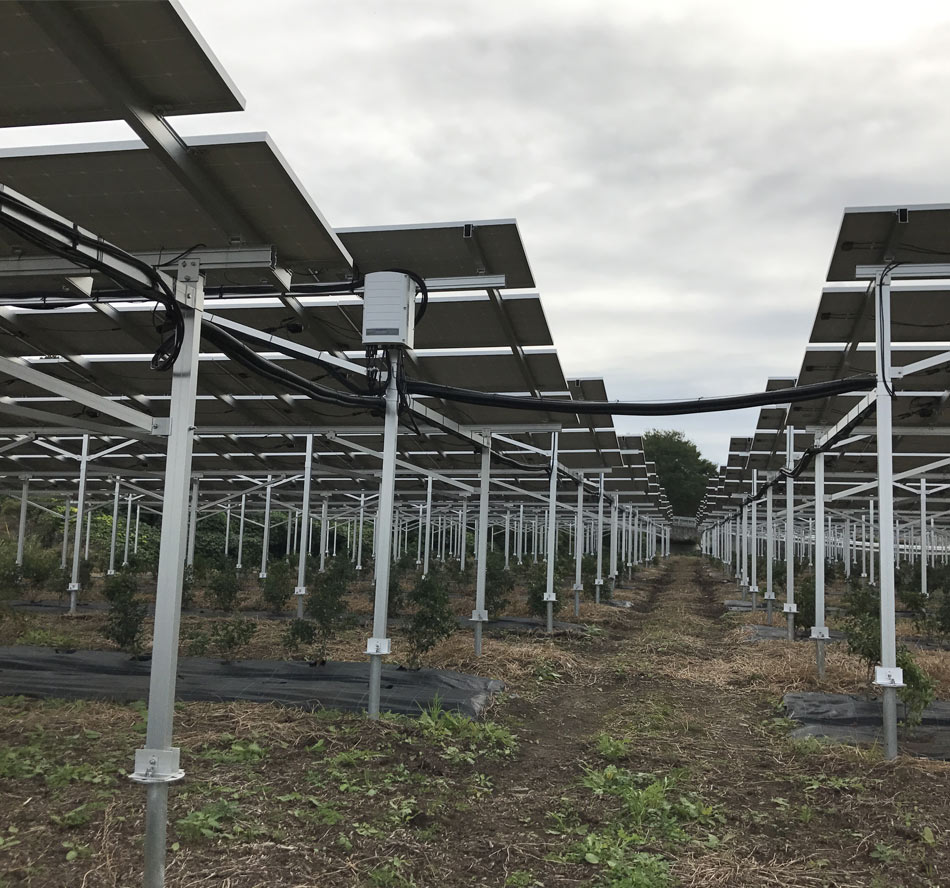Struttura solare dell'azienda agricola